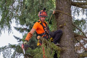 tree care